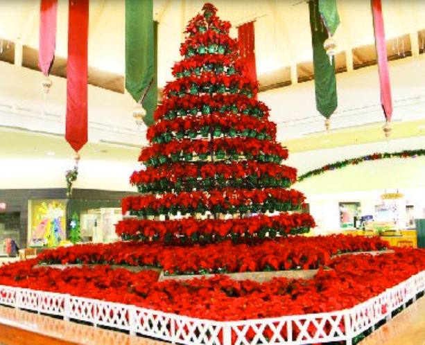 Large red poinsettias Christmas trees photos.JPG