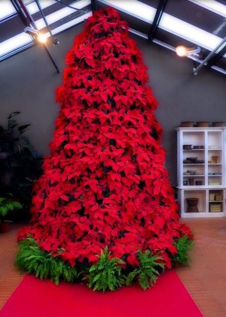 Large red poinsettias flowers.JPG