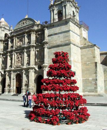 Large red red flowers Christmas tree with red poinsettias.JPG