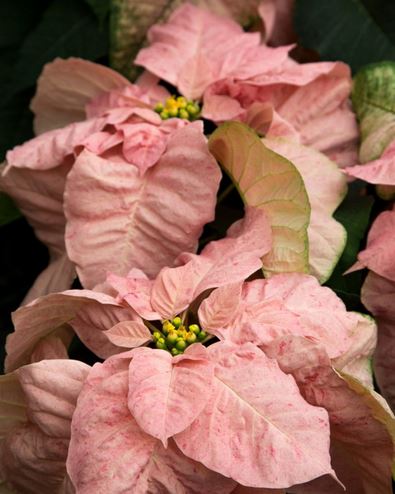 Light pink poinsettias photos.JPG
