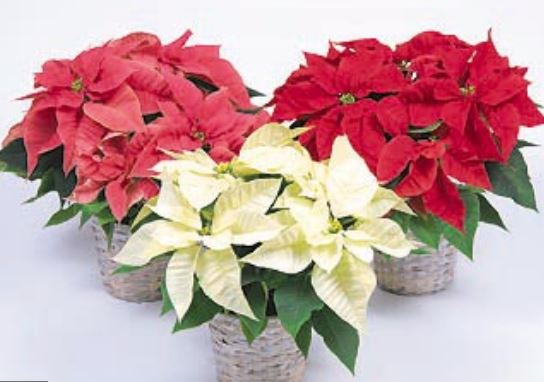 Many poinsettia flowers in different colors.JPG