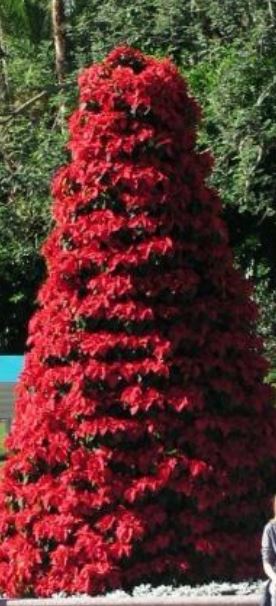 Poinsettias Christmas trees pictures.JPG
