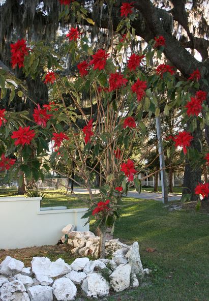 Poinsettias plants garden picture.JPG