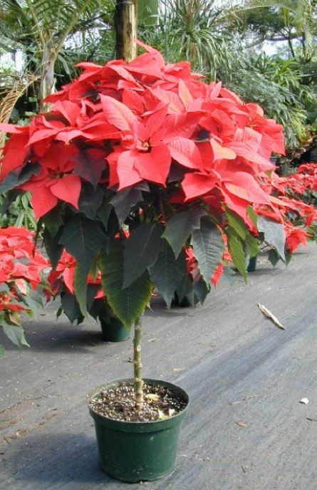 Red Poinsettia plant pictures.JPG