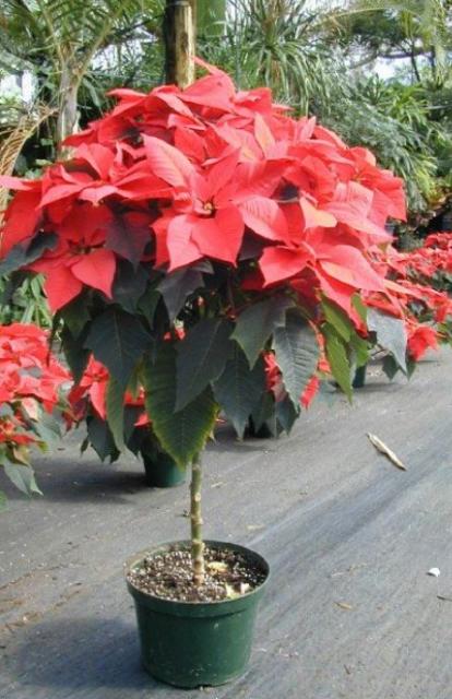 Red Poinsettia plant pictures.JPG