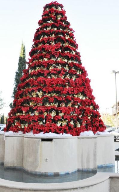 Red poinsettias flowers Christmas tree photos.JPG