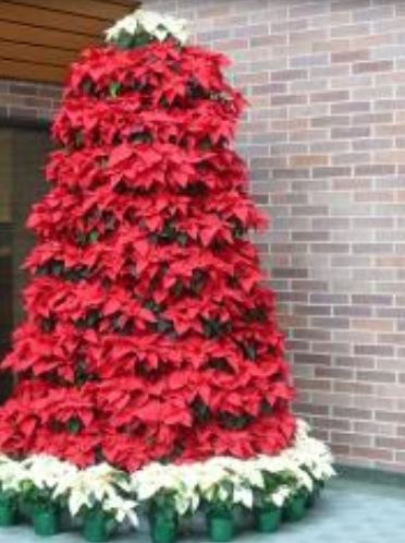 Tall Poinsettias Christmas trees with red and white poinsettia flowers.JPG