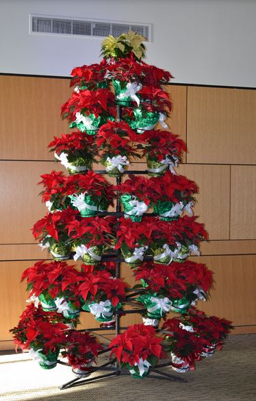 Beautful Christmas tree with fresh poinsettias in red.JPG
