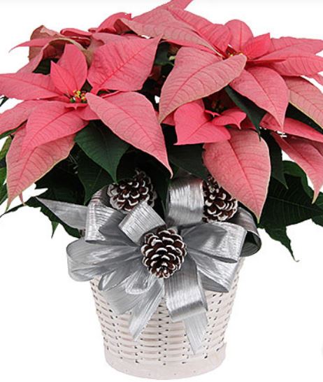 Beautiful pink poinsettias with silver bow.JPG