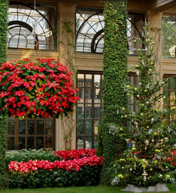 Christmas garden with full red and marble poinsettias.JPG