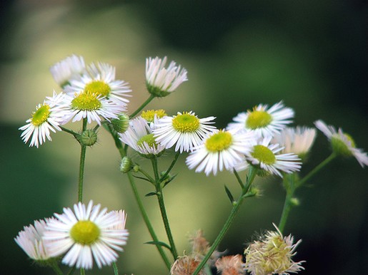 daisy flowers image.jpg