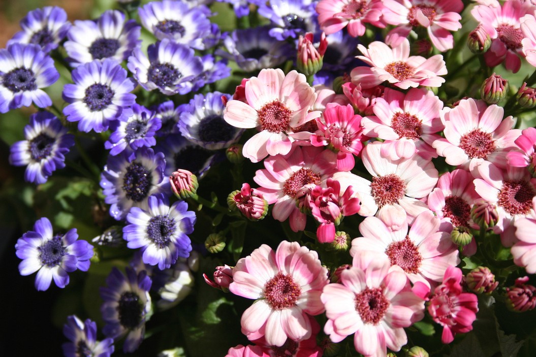 daisy flowers garden.jpg