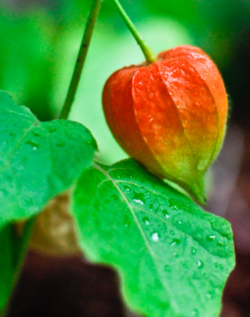 Orange green Chinese Lantern Flower.PNG