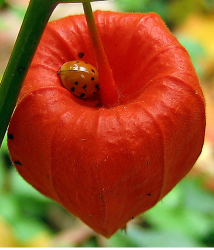 Chinese Lantern Flowers Pictures