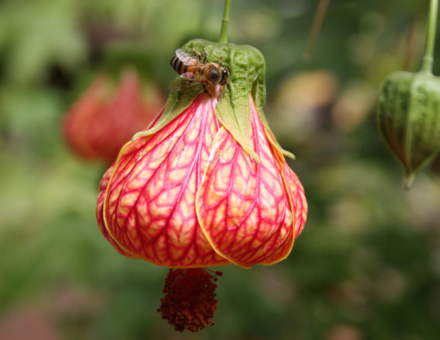 Chinese Lantern Flower with patterns.PNG