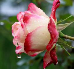 Red and White Rose with Multiple Dew Water Drops.JPG