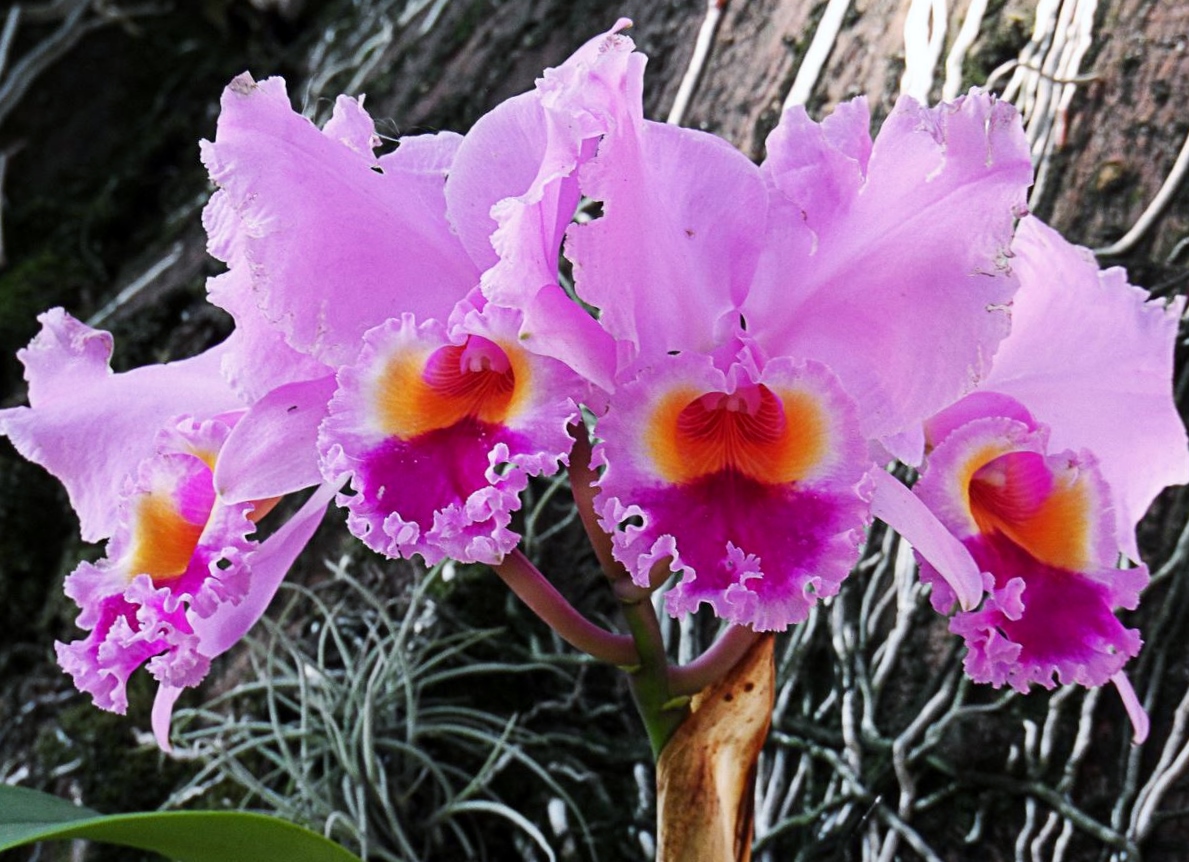 Exotic Pink Magenta and Orange Orchids.JPG