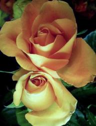 Twin Orange Roses One on top of another.JPG