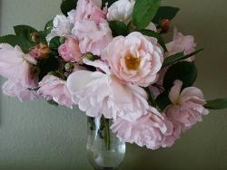 Bouquet of Light Pink Roses in Clear Glass Vase.JPG