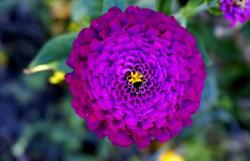 Exotic Hot Pink Magenta Flower with Over a Hundred Folded Petals & Yellow Stamen.JPG