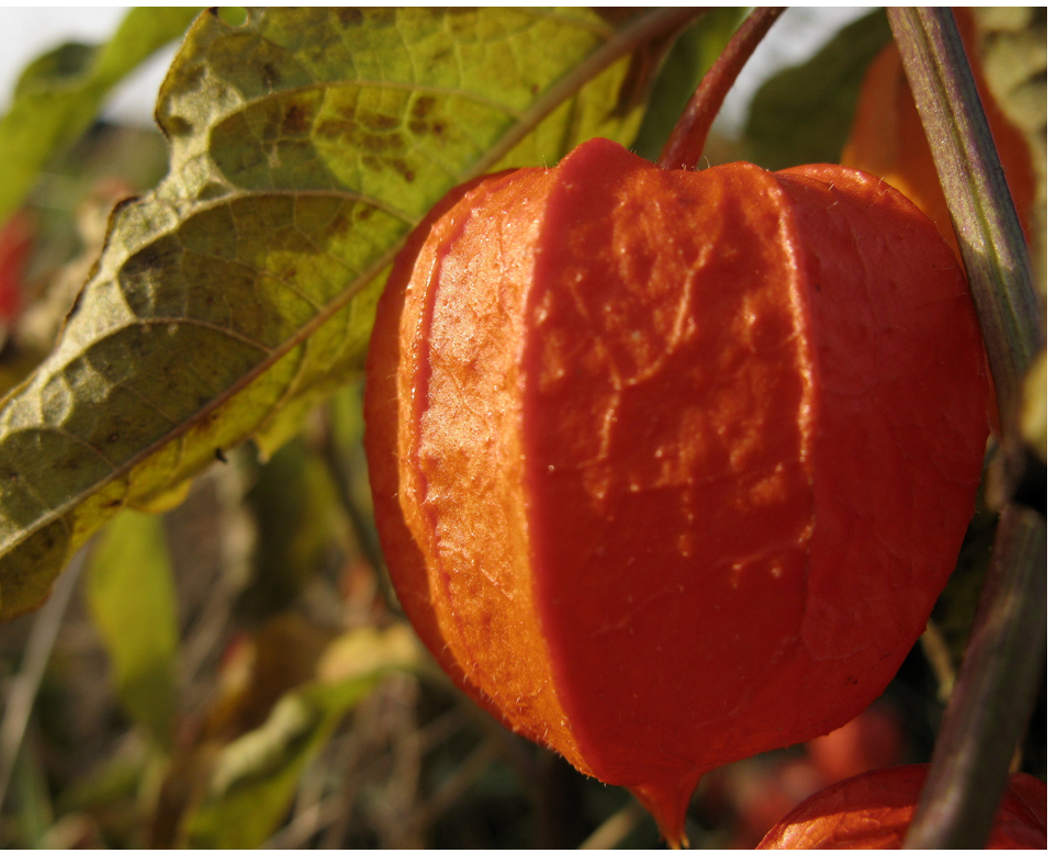 Chinese Lantern Flowers photo.PNG