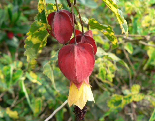 Chinese Lantern Flowers tree picture.PNG
