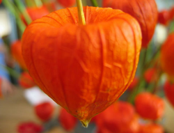 Chinese Lantern photo.PNG