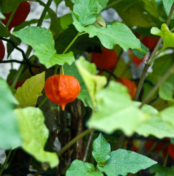 Chinese Lantern plants Flowers.PNG