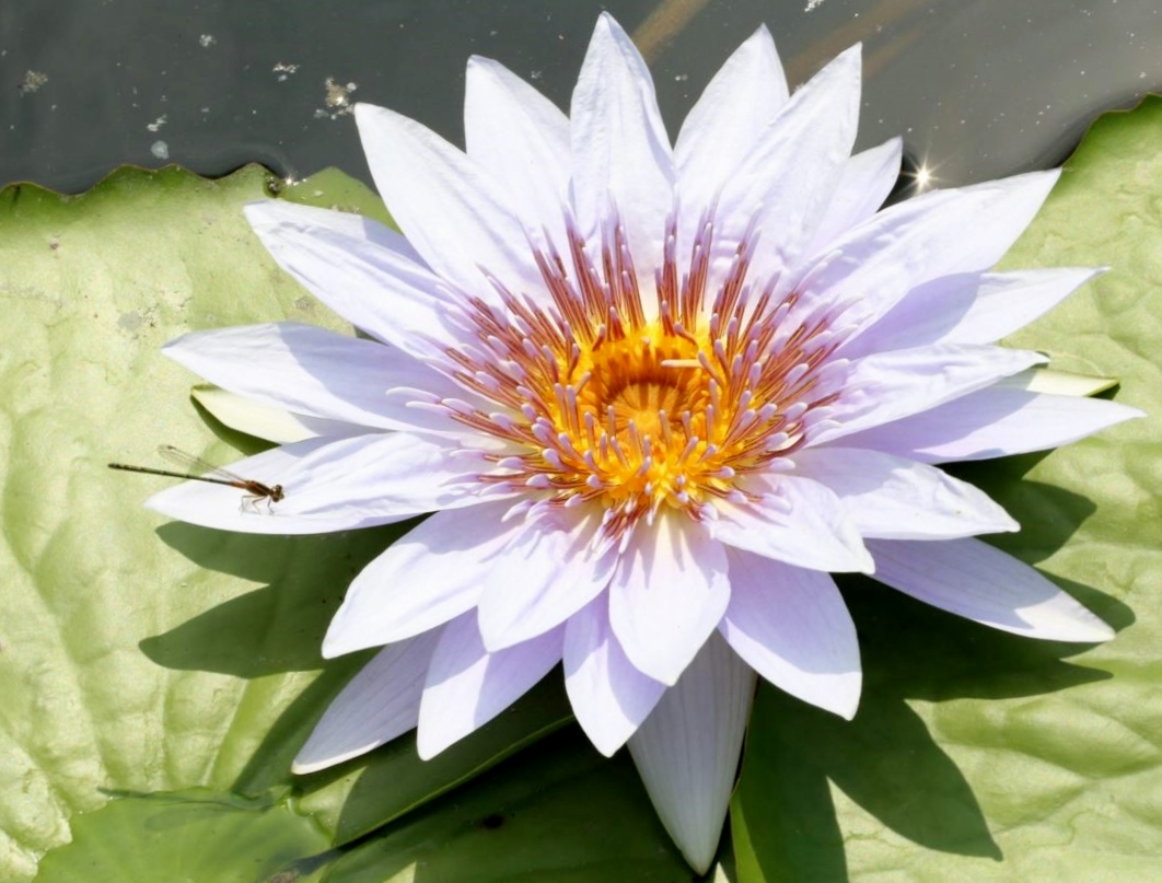 Light Pink Lotus with Dragonfly resting on a petal.JPG