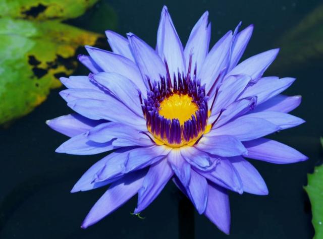 Lavender Purple Lotus with Orange Center.JPG