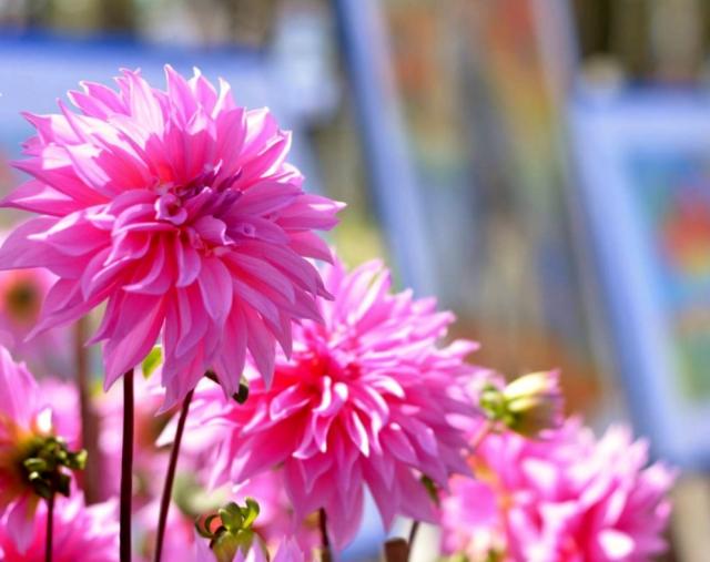 Pink Dahlia Flowers Garden with Paintings on Easels in the Background.JPG