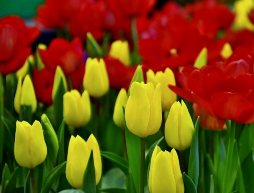 Yellow and Red Tulips Garden Intermixed.JPG