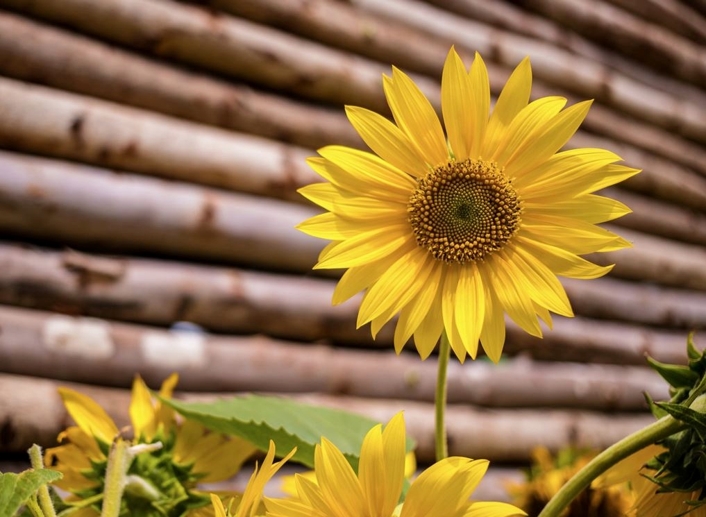 Beautiful Bright Yellow Sunflower in Front of Wooden Log Cabin.JPG