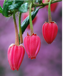 Chinese Lantern Tree in bright pink.PNG