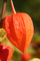 Close up picture of beautiful Chinese Lantern Flowers.PNG