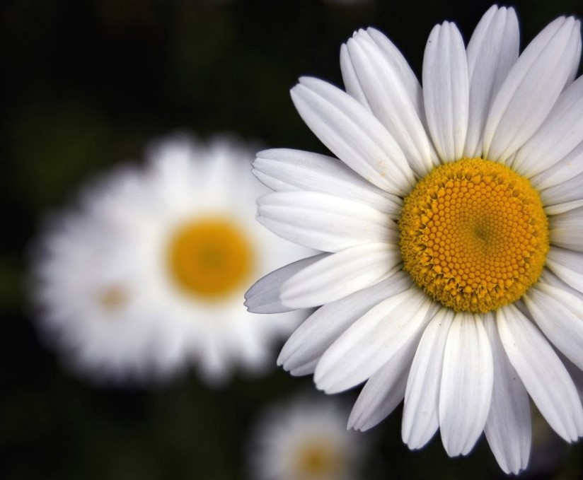 daisy flower.jpg