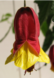 Dark red Chinese Lantern Flower with red center.PNG
