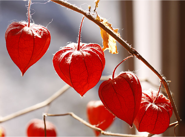 Dark red Chinese Lantern Flowers image.PNG