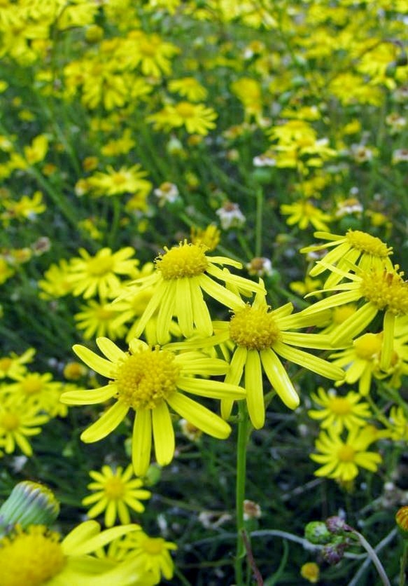 Field of Yellow Daisy Flowers.JPG