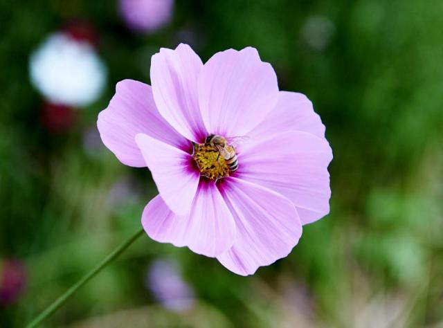 Pink Daisy 8 Petal Flower with Bee in the middle.JPG