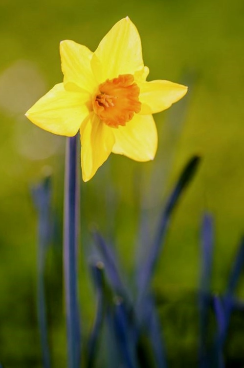 Yellow Daffodil with Orange Center and Blurred Background.JPG