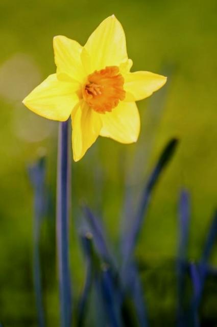 Yellow Daffodil with Orange Center and Blurred Background.JPG