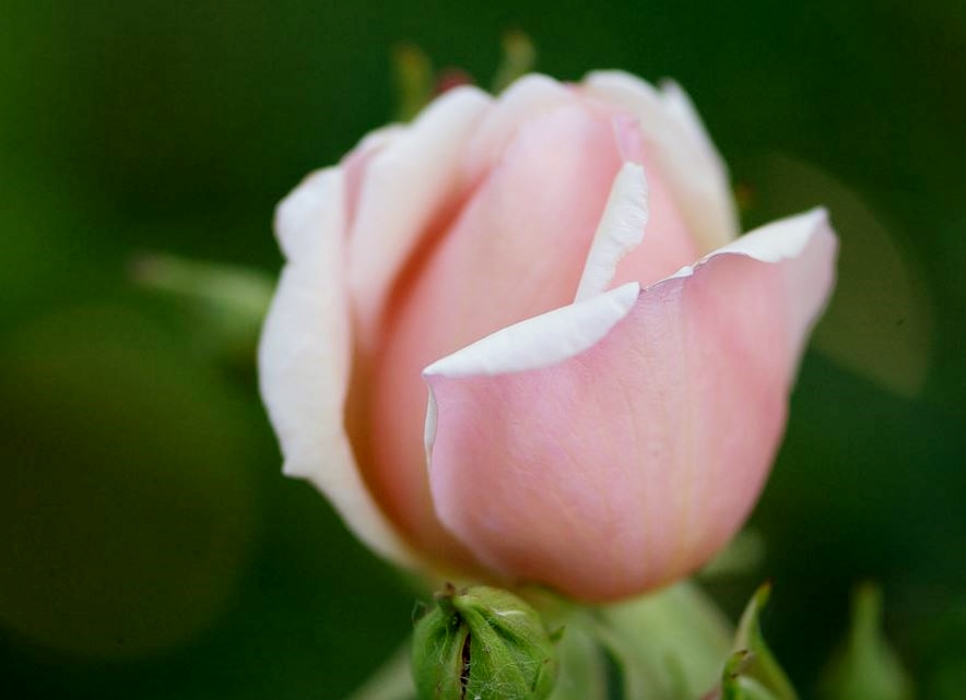Light Pink Rose Close-up Photo with Blurred Background.JPG