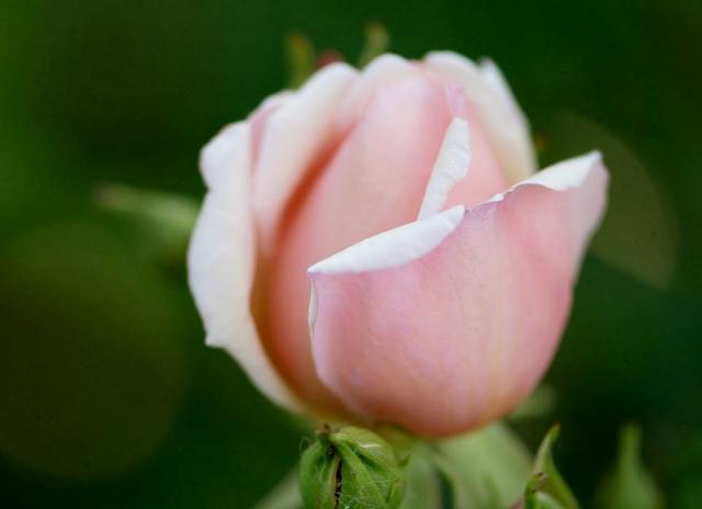Light Pink Rose Close-up Photo with Blurred Background.JPG