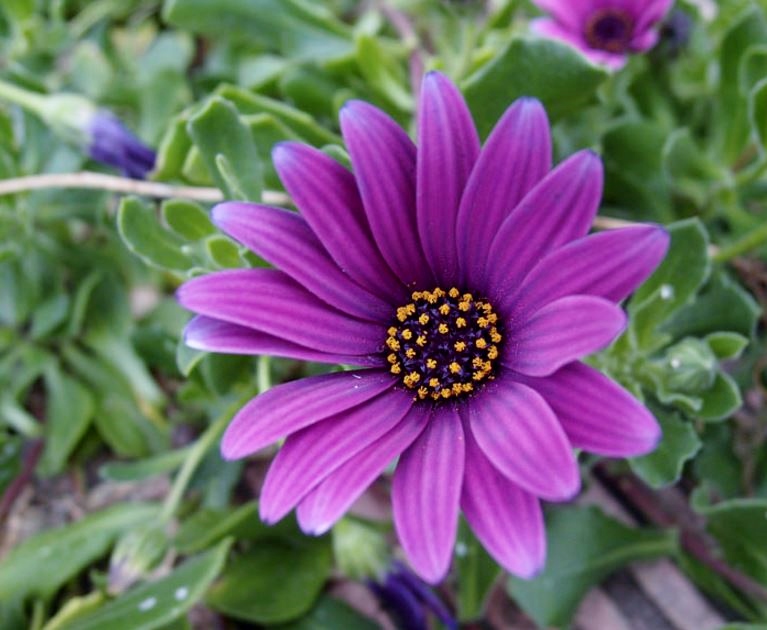 Light Purple Daisy Flower with Dark Purple and Yellow Center.JPG