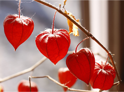 Dark red Chinese Lantern Flowers image.PNG