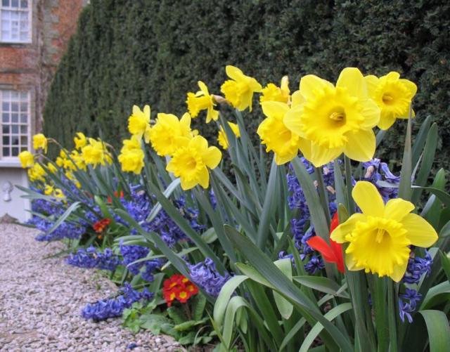 Bright colored Easter flower garden