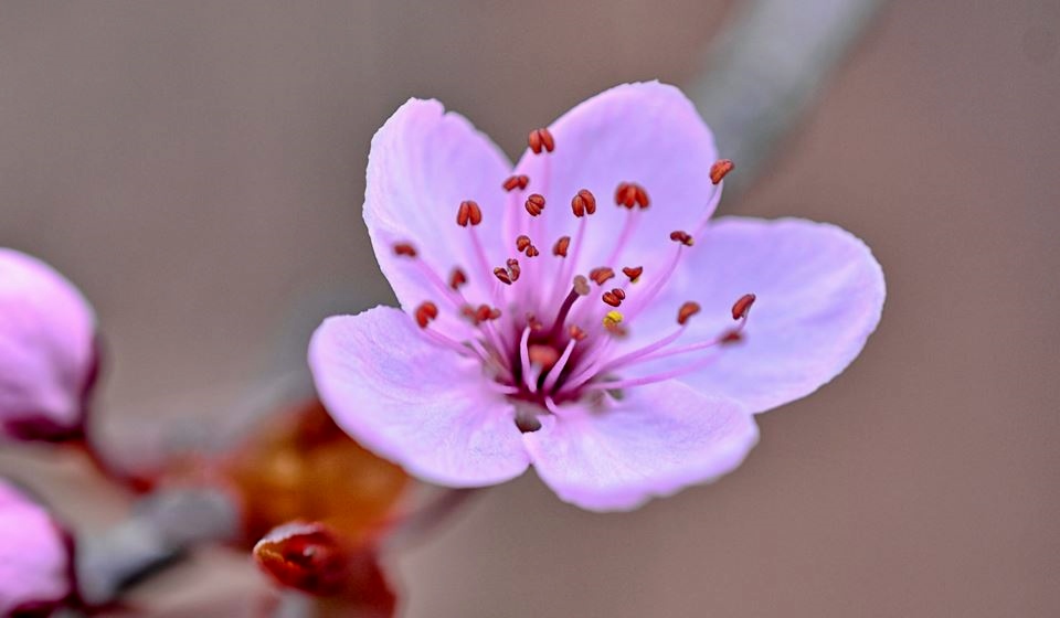 Pink Cherry Blossom Flower Close-Up Blurred Background.JPG