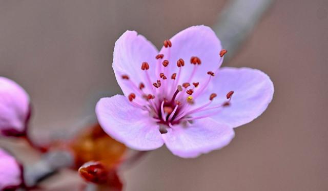 Pink Cherry Blossom Flower Close-Up Blurred Background.JPG
