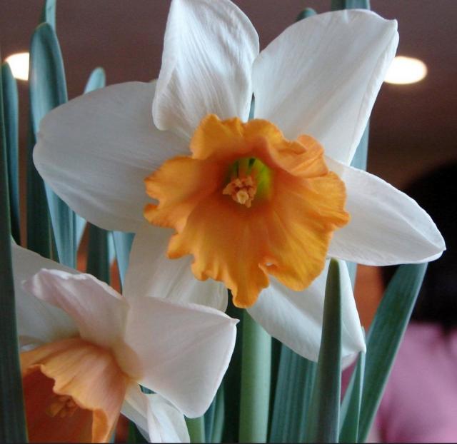 White Daffodils with Orange Center.JPG